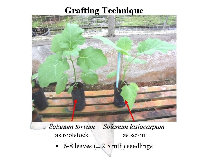 Grafting Technique Solanum torvum as rootstock Solanum lasiocarpum as scion § 6 -8 leaves