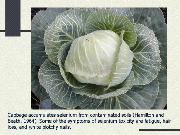 Cabbage accumulates selenium from contaminated soils (Hamilton and Beath, 1964). Some of the symptoms