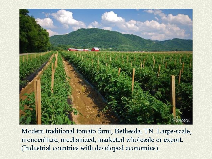 Modern traditional tomato farm, Bethesda, TN. Large-scale, monoculture, mechanized, marketed wholesale or export. (Industrial