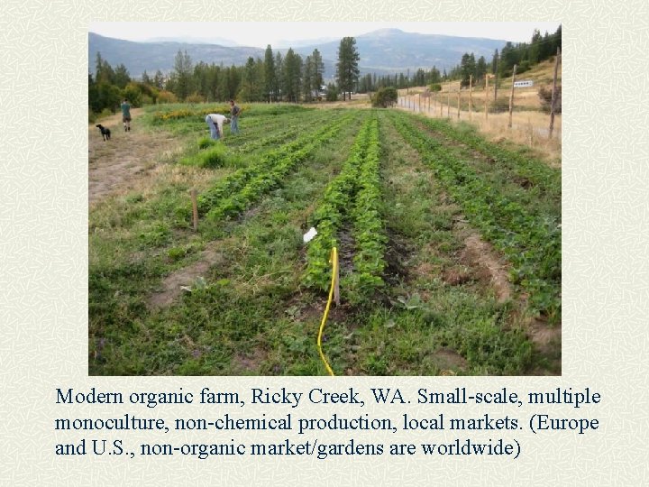 Modern organic farm, Ricky Creek, WA. Small-scale, multiple monoculture, non-chemical production, local markets. (Europe