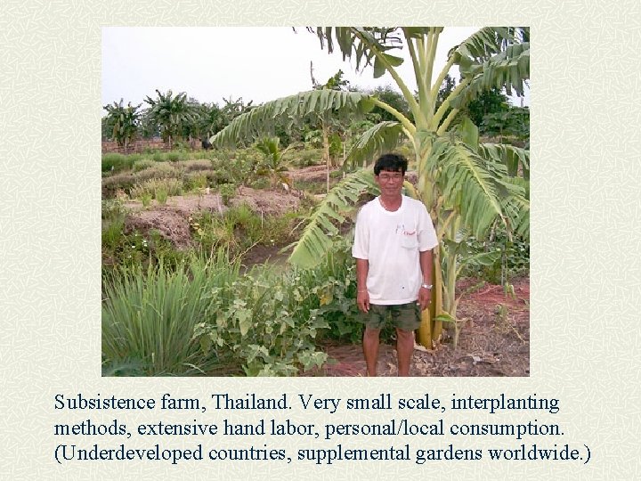Subsistence farm, Thailand. Very small scale, interplanting methods, extensive hand labor, personal/local consumption. (Underdeveloped