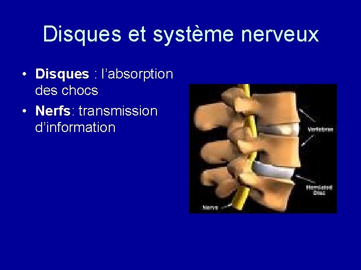 Disques et système nerveux • Disques : l’absorption des chocs • Nerfs: transmission d’information