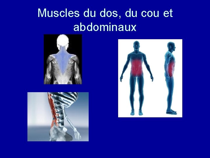 Muscles du dos, du cou et abdominaux 