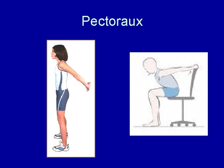 Pectoraux 