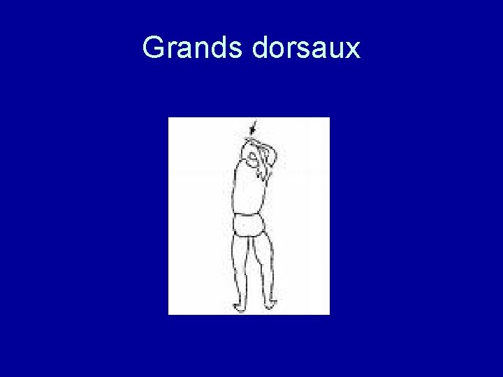 Grands dorsaux 