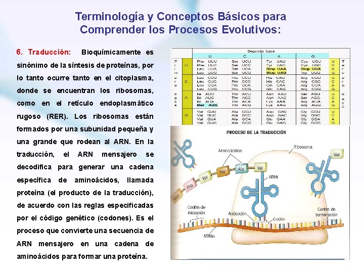 Terminología y Conceptos Básicos para Comprender los Procesos Evolutivos: 6. Traducción: Bioquímicamente es sinónimo
