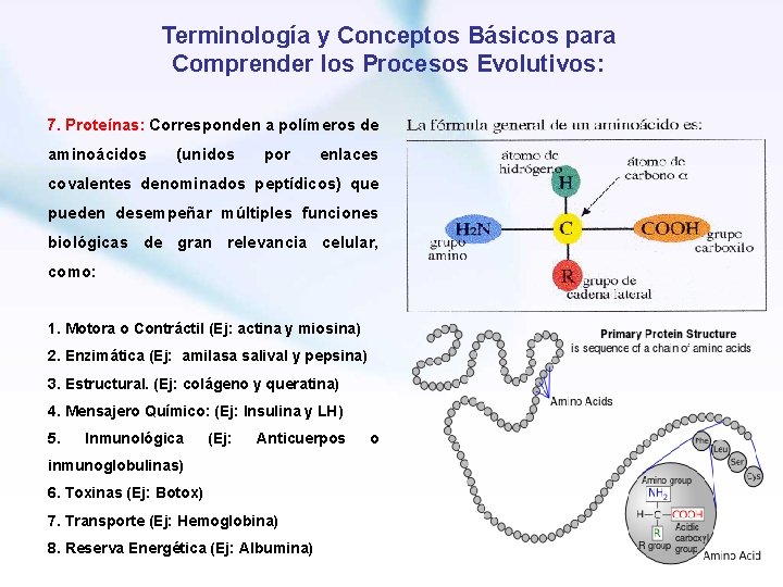 Terminología y Conceptos Básicos para Comprender los Procesos Evolutivos: 7. Proteínas: Corresponden a polímeros