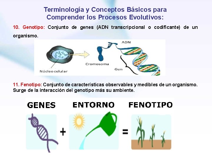 Terminología y Conceptos Básicos para Comprender los Procesos Evolutivos: 10. Genotipo: Conjunto de genes