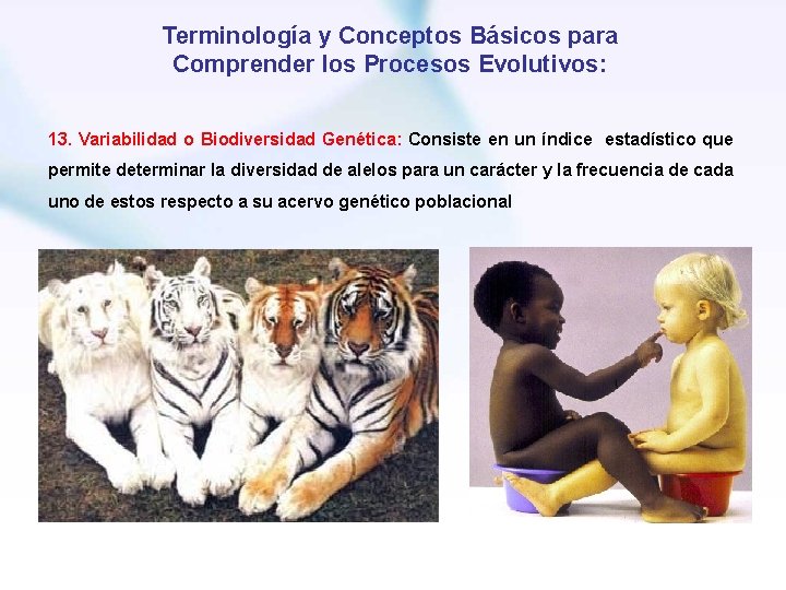 Terminología y Conceptos Básicos para Comprender los Procesos Evolutivos: 13. Variabilidad o Biodiversidad Genética: