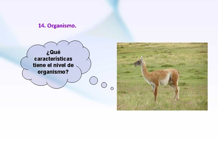 14. Organismo. ¿Qué características tiene el nivel de organismo? 