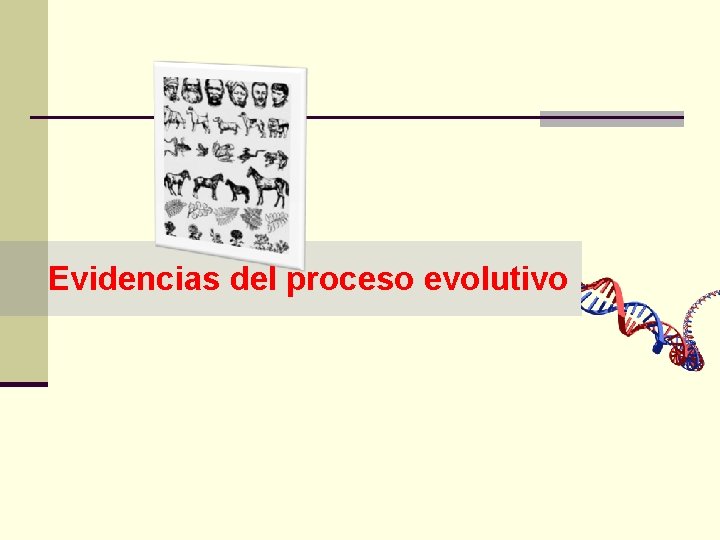 Evidencias del proceso evolutivo 