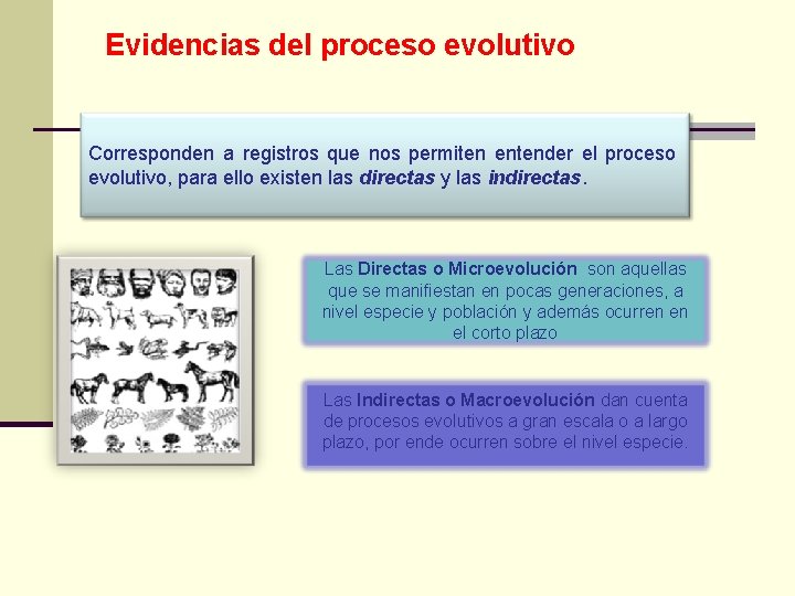 Evidencias del proceso evolutivo Corresponden a registros que nos permiten entender el proceso evolutivo,