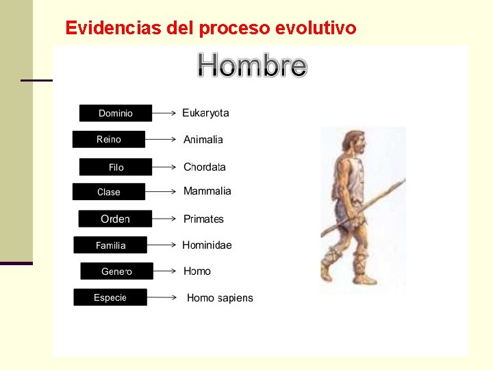 Evidencias del proceso evolutivo 