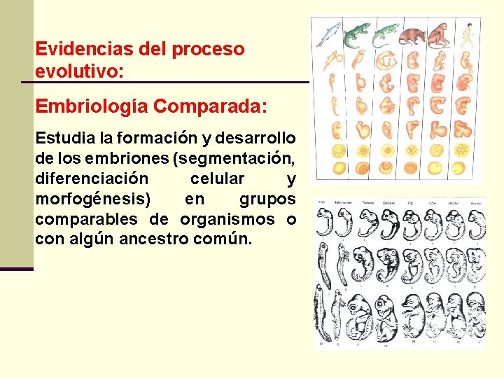 Evidencias del proceso evolutivo: Embriología Comparada: Estudia la formación y desarrollo de los embriones