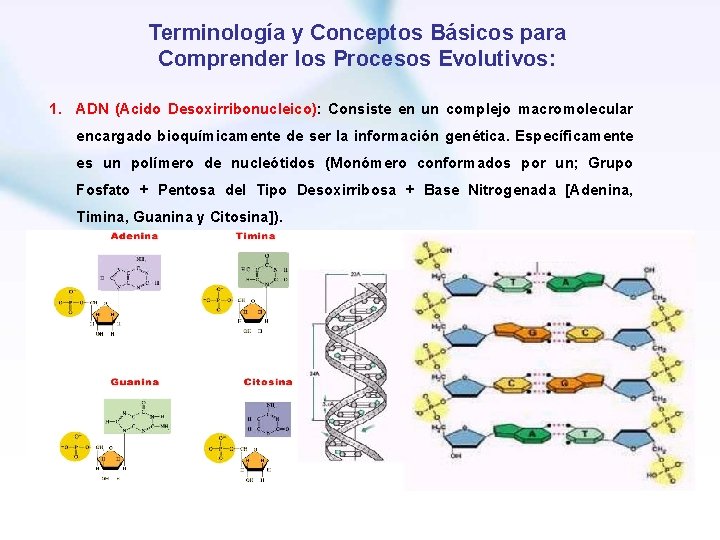 Terminología y Conceptos Básicos para Comprender los Procesos Evolutivos: 1. ADN (Acido Desoxirribonucleico): Consiste