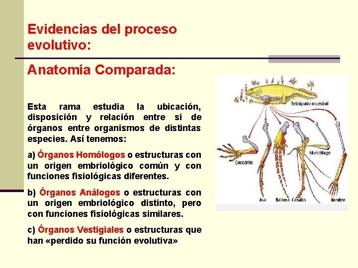 Evidencias del proceso evolutivo: Anatomía Comparada: Esta rama estudia la ubicación, disposición y relación