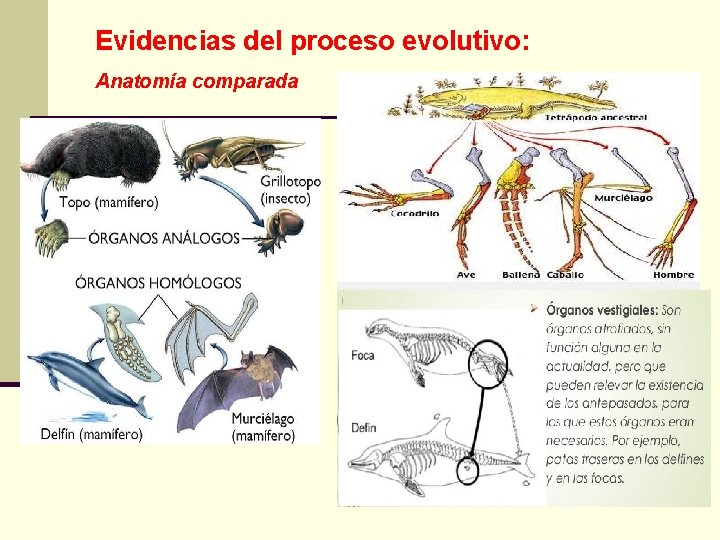 Evidencias del proceso evolutivo: Anatomía comparada 