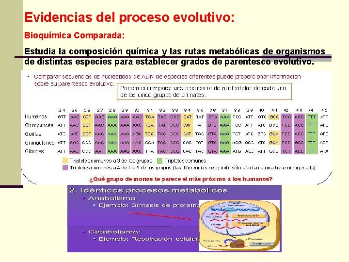 Evidencias del proceso evolutivo: Bioquímica Comparada: Estudia la composición química y las rutas metabólicas