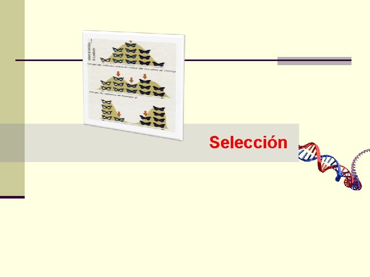 Selección 
