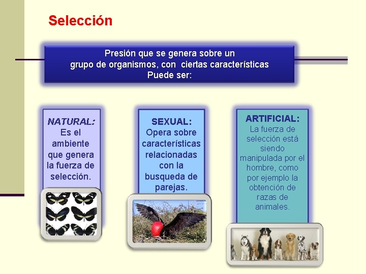 Selección Presión que se genera sobre un grupo de organismos, con ciertas características Puede