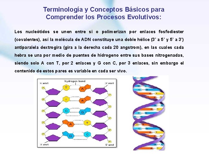 Terminología y Conceptos Básicos para Comprender los Procesos Evolutivos: Los nucleótidos se unen entre