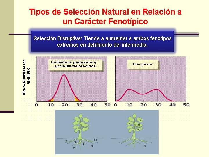 Tipos de Selección Natural en Relación a un Carácter Fenotípico Selección Disruptiva: Tiende a