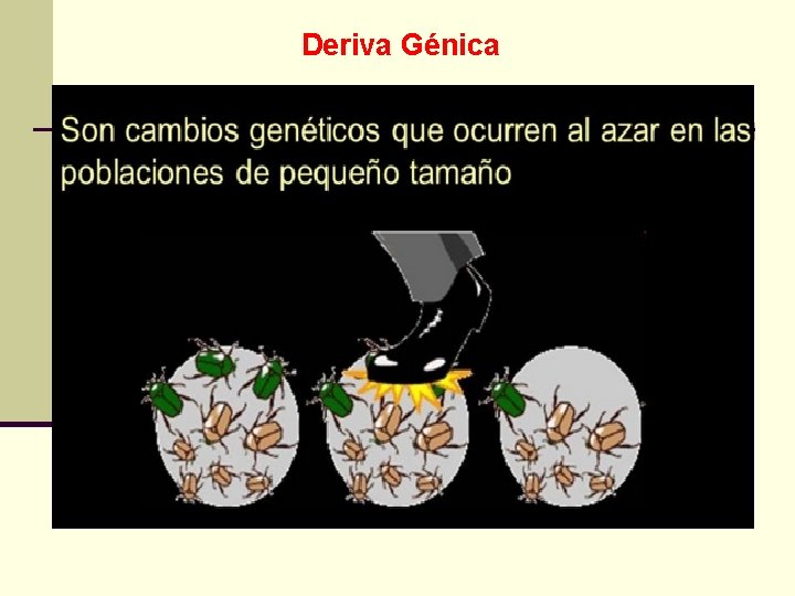 Deriva Génica Selección Dependiente de la Frecuencia 