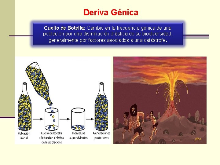 Deriva Génica Cuello de Botella: Cambio en la frecuencia génica de una Cuello de