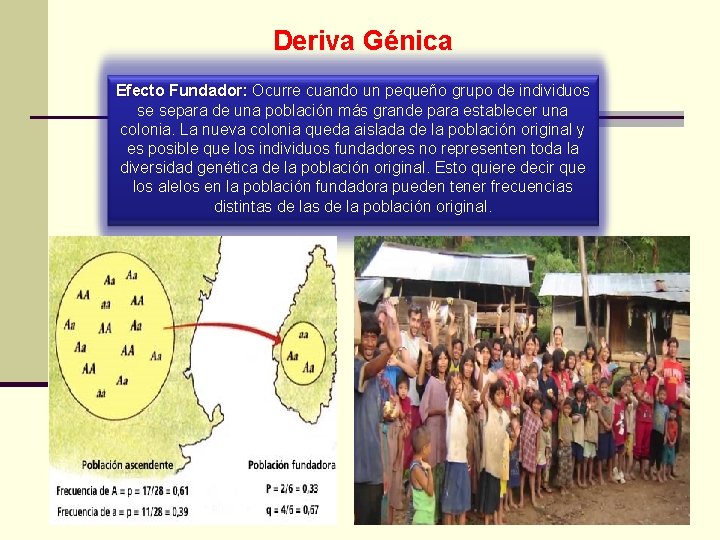 Deriva Génica Efecto Fundador: Ocurre cuando un pequeño grupo de individuos Efecto Fundador: se