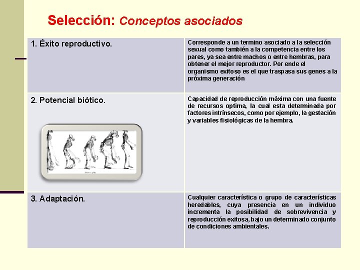 Selección: Conceptos asociados 1. Éxito reproductivo. Corresponde a un termino asociado a la selección