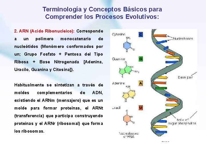 Terminología y Conceptos Básicos para Comprender los Procesos Evolutivos: 2. ARN (Acido Ribonucleico): Corresponde