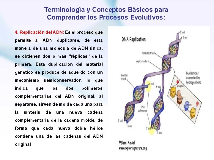 Terminología y Conceptos Básicos para Comprender los Procesos Evolutivos: 4. Replicación del ADN: Es
