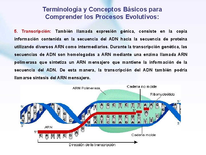 Terminología y Conceptos Básicos para Comprender los Procesos Evolutivos: 5. Transcripción: También llamada expresión