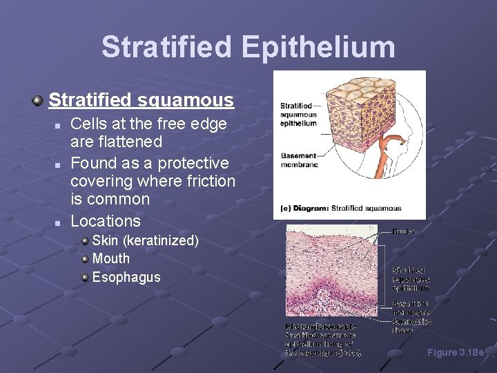 Stratified Epithelium Stratified squamous n n n Cells at the free edge are flattened