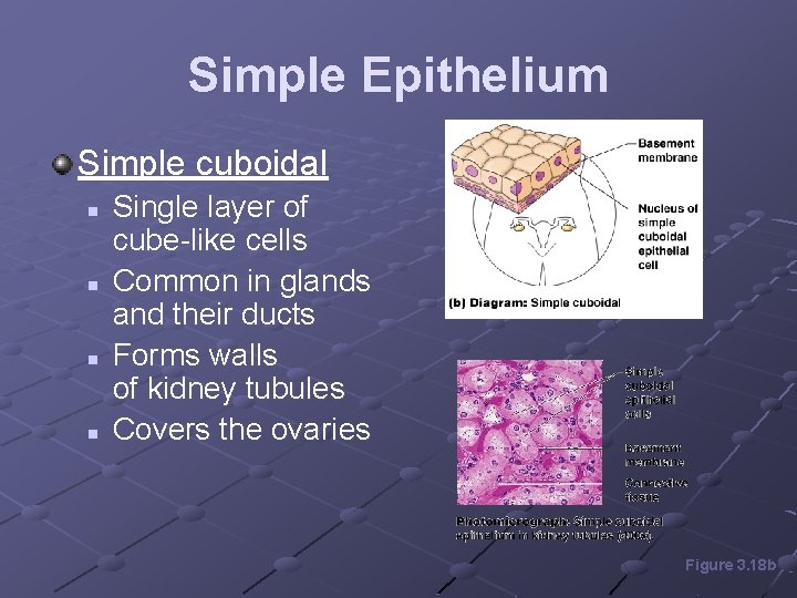 Simple Epithelium Simple cuboidal n n Single layer of cube-like cells Common in glands