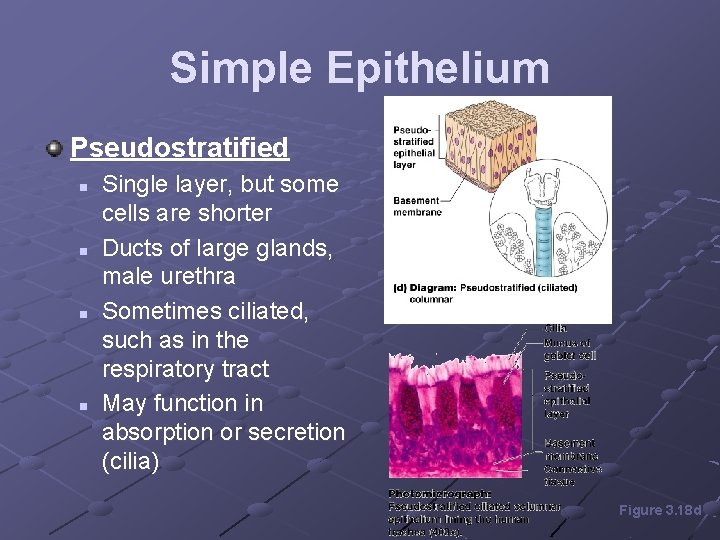 Simple Epithelium Pseudostratified n n Single layer, but some cells are shorter Ducts of