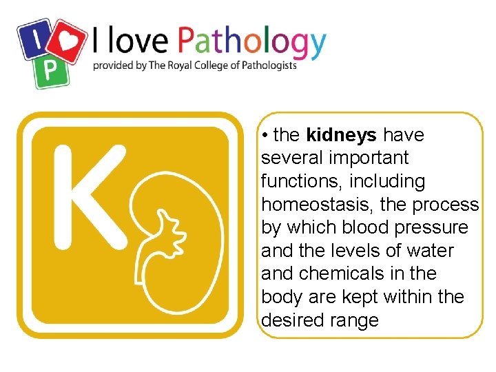  • the kidneys have several important functions, including homeostasis, the process by which