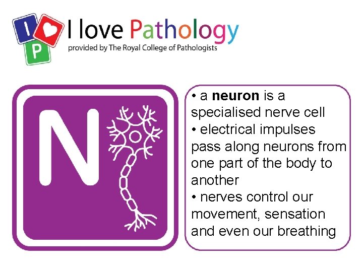  • a neuron is a specialised nerve cell • electrical impulses pass along