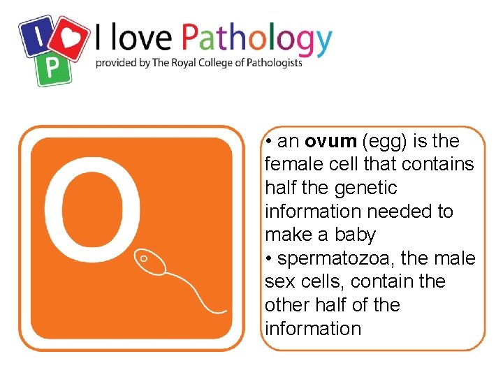  • an ovum (egg) is the female cell that contains half the genetic