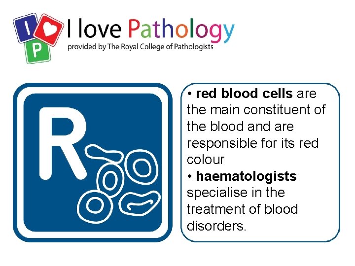  • red blood cells are the main constituent of the blood and are