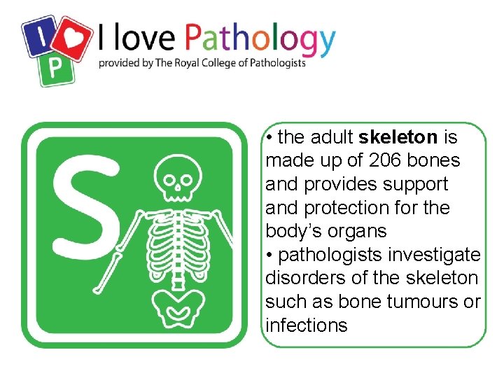  • the adult skeleton is made up of 206 bones and provides support