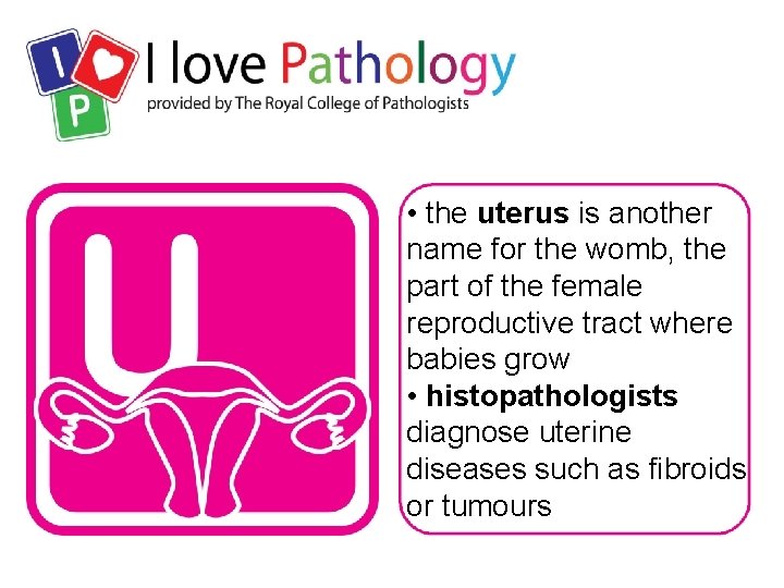  • the uterus is another name for the womb, the part of the