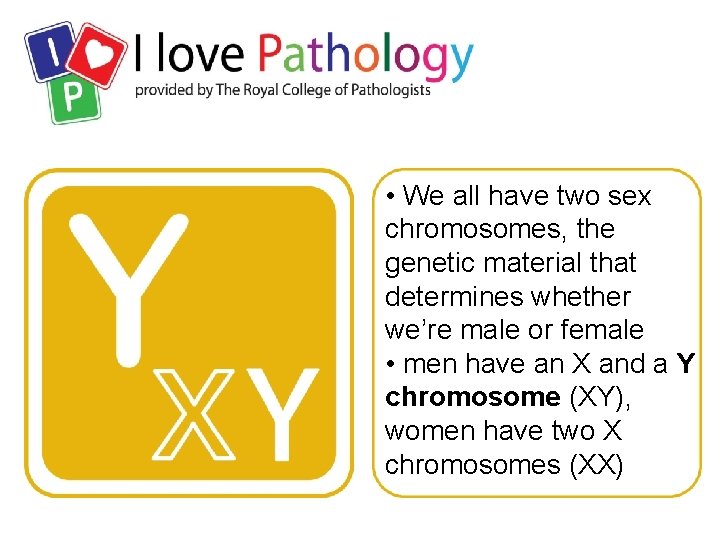  • We all have two sex chromosomes, the genetic material that determines whether