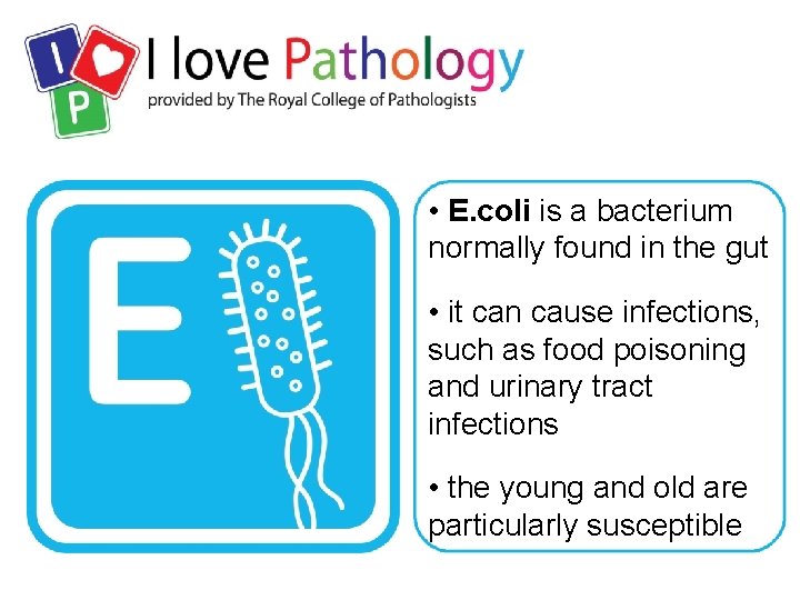  • E. coli is a bacterium normally found in the gut • it