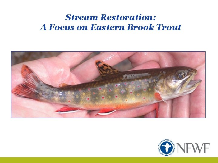 Stream Restoration: A Focus on Eastern Brook Trout 