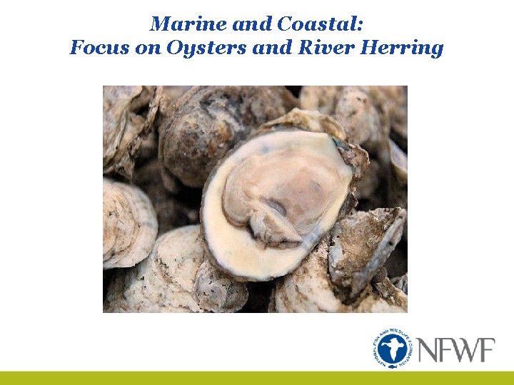 Marine and Coastal: Focus on Oysters and River Herring 