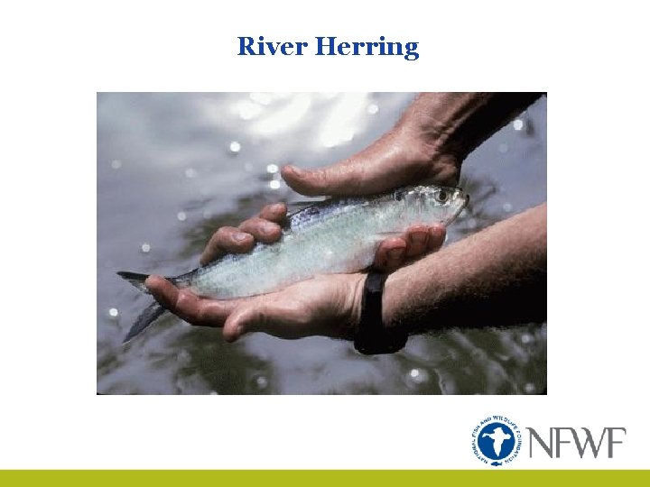 River Herring 