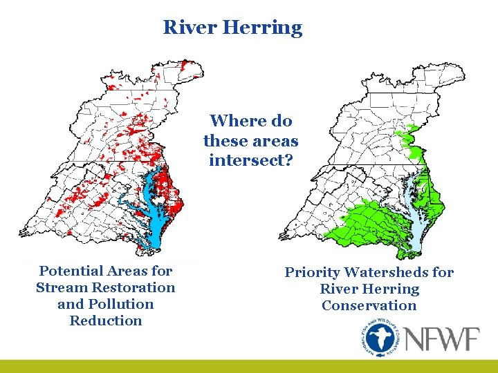 River Herring Where do these areas intersect? Potential Areas for Stream Restoration and Pollution