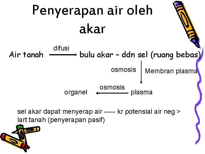Penyerapan air oleh akar Air tanah difusi bulu akar – ddn sel (ruang bebas) Penyerapan air oleh akar Air tanah difusi bulu akar – ddn sel (ruang bebas)