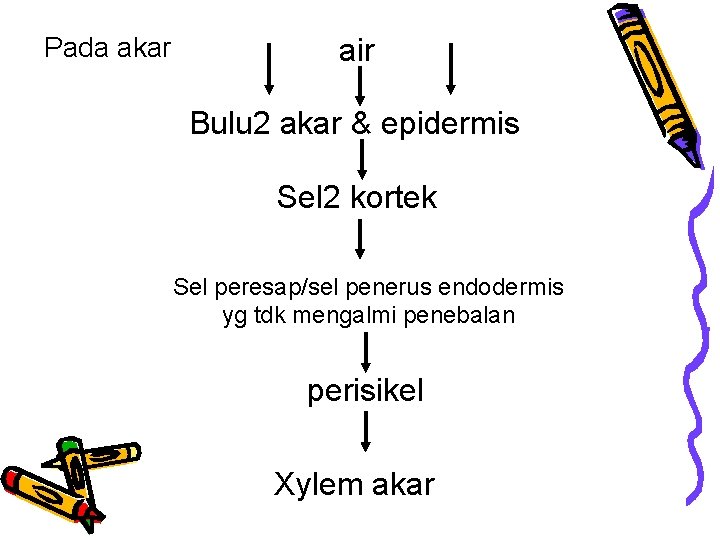 Pada akar air Bulu 2 akar & epidermis Sel 2 kortek Sel peresap/sel penerus Pada akar air Bulu 2 akar & epidermis Sel 2 kortek Sel peresap/sel penerus
